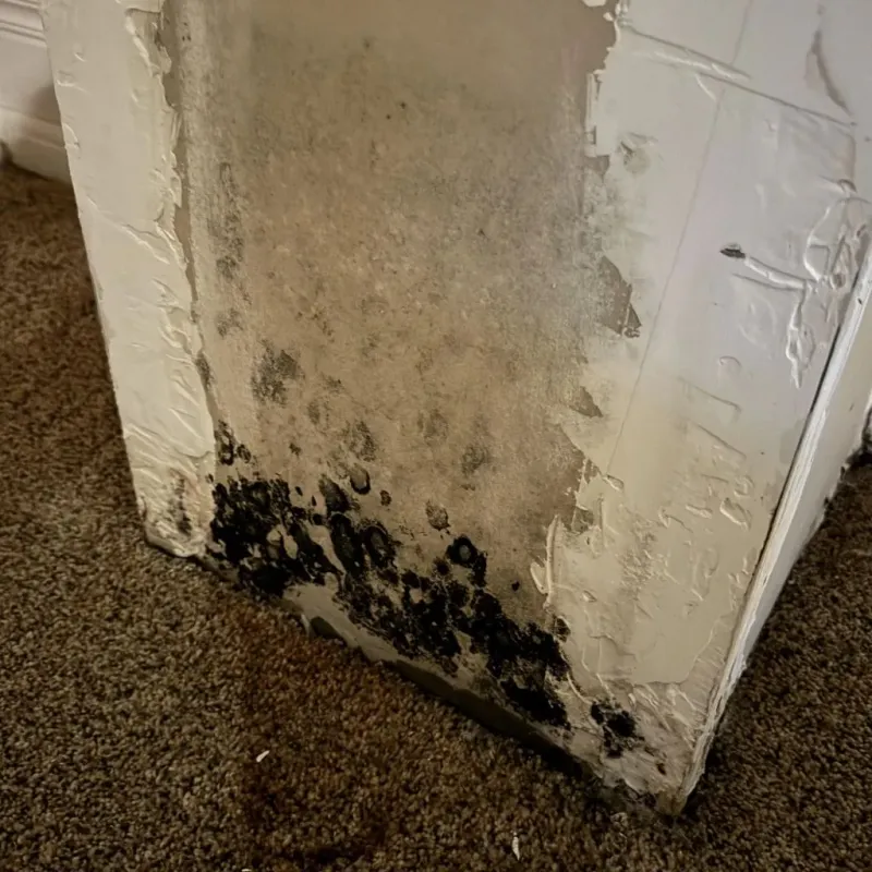 Professional Mold Removal in Shrewsbury, MA